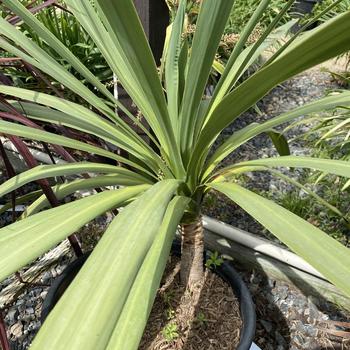 Cordyline australis