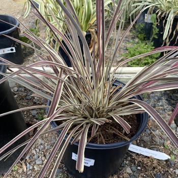 Cordyline 'Sprilecflash' PP26267