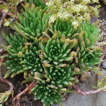 Dudleya virens