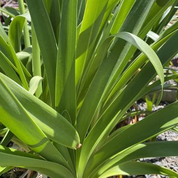 Agapanthus 'Dark Blue' 