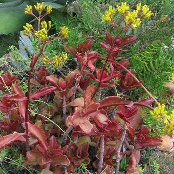 Kalanchoe sexangularis