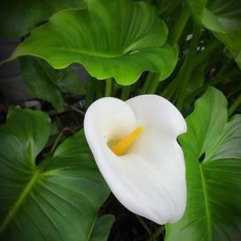 Hymenocallis lirisome