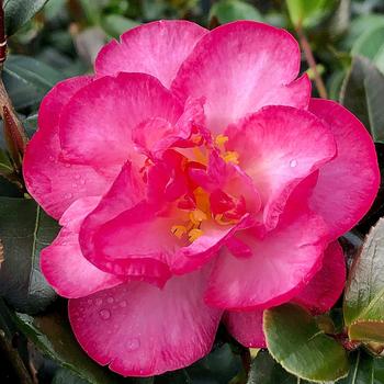 Camellia sasanqua October Magic® 'Devotion™'