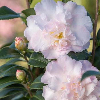 Camellia sasanqua October Magic® 'Dawn™' PP20453