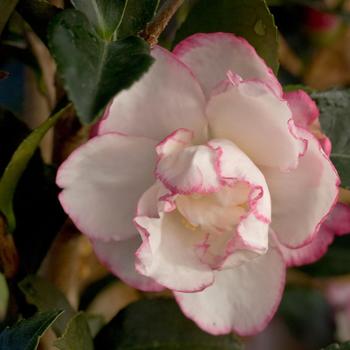 Camellia sasanqua October Magic® 'Inspiration™' PP20566