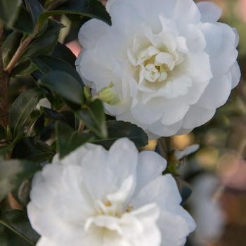 Camellia sasanqua October Magic® 'Ivory™' PP24887