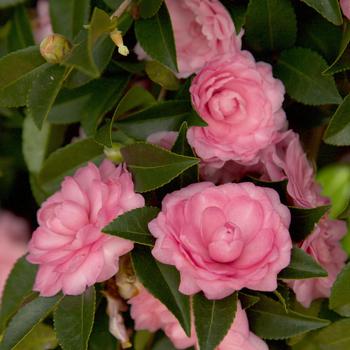 Camellia sasanqua October Magic® 'Pink Perplexion™' PP27334