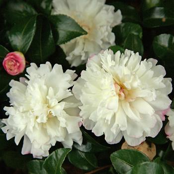 Camellia sasanqua October Magic® 'Snow™' PP20454