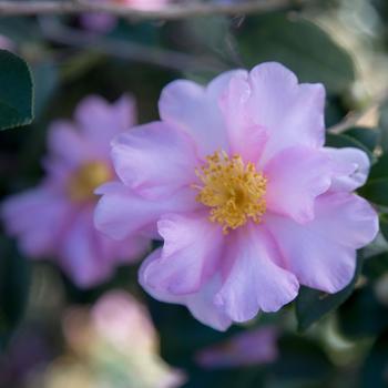 Camellia sasanqua 'Pink Stella™'