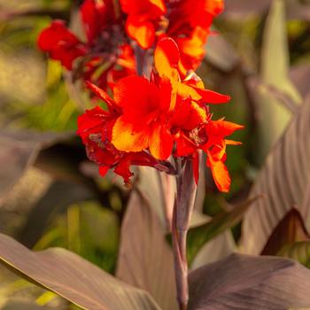 Canna x generalis Cannova® 'Bronze Scarlet'