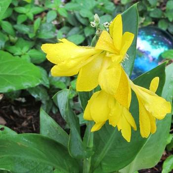 Canna 'Lemon Punch' 