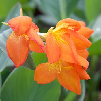 Canna x generalis 'Orange Punch' 