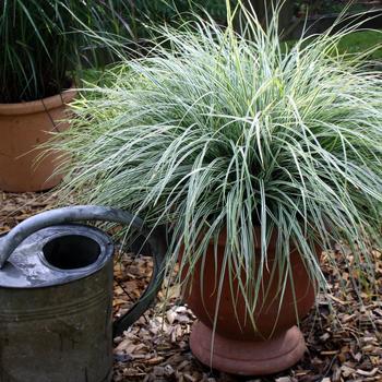 Carex oshimensis 'Carfit01' PP20955