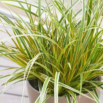 Carex oshimensis 'Everglow' PP30466