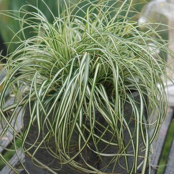 Carex oshimensis 'Everlite' 