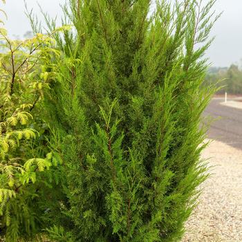 Thuja plicata 