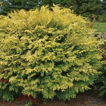 Chamaecyparis obtusa 'Night Light™'