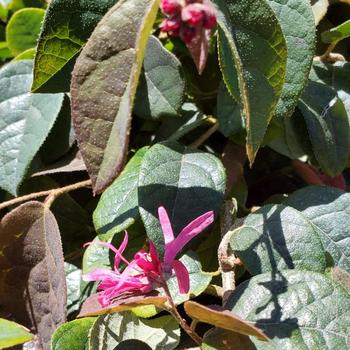 Loropetalum chinense 'Daybreak's Flame' 