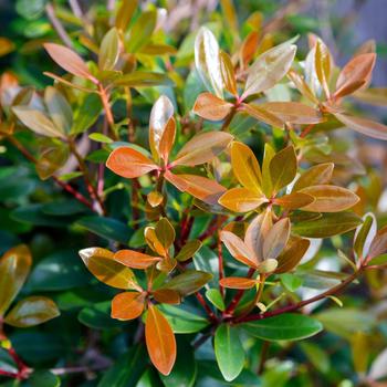 Ternstroemia gymnanthera 'Bronze Beauty™'