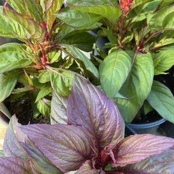 Celosia 