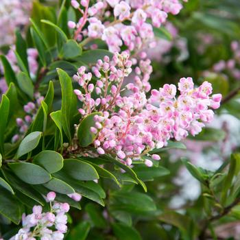 Cliftonia monophylla 'Pink Power™'