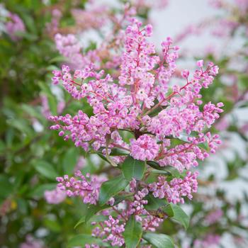 Cliftonia monophylla 'Wild Pink™'