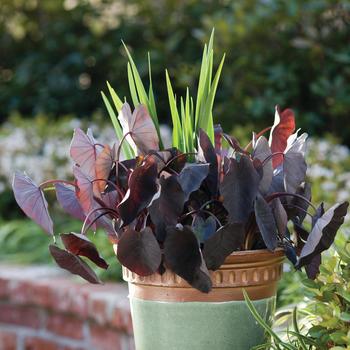 Colocasia esculenta 'Little Black Magic™'