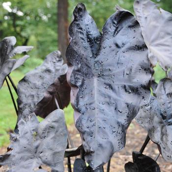 Colocasia 'Painted Black' 