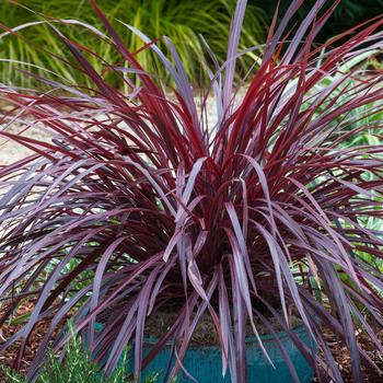 Cordyline 'Burgundy' PPAF