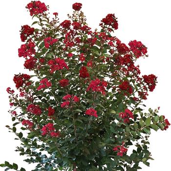 Lagerstroemia Colorama™ 'Scarlet'