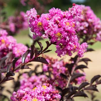 Lagerstroemia indica 'Delef' PPAF