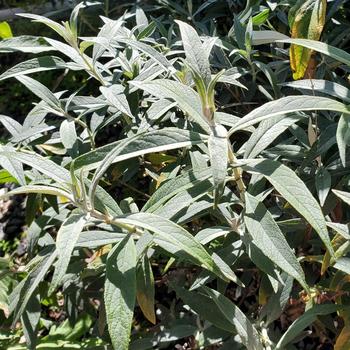 Buddleia davidii 'Monite' 