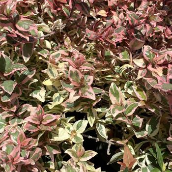 Abelia x grandiflora 'Opstal103' 