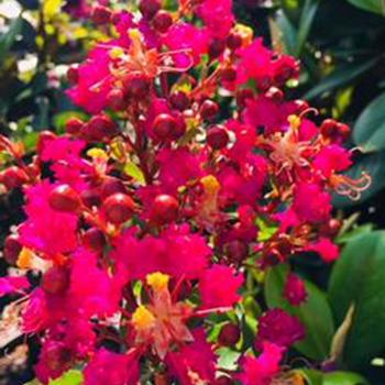 Lagerstroemia 'Miss Gail'