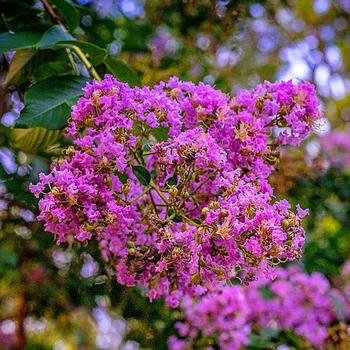 Lagerstroemia 'Miss Sandra'