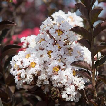 Lagerstroemia indica Delta Moonlight™