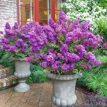 Lagerstroemia Early Bird™ 'Purple'