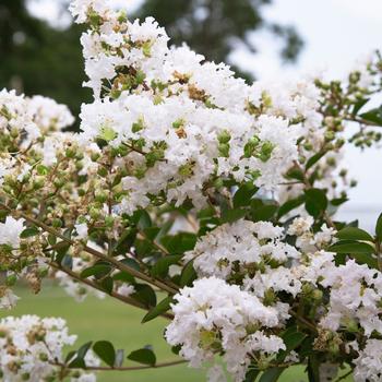 Lagerstroemia 'White' 