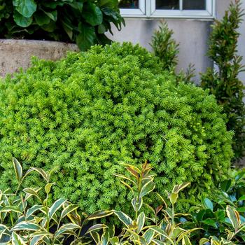 Cryptomeria japonica 'Gifu' 