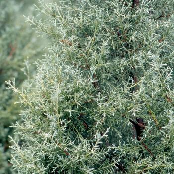 Cupressus arizonica 'Carolina Sapphire' 