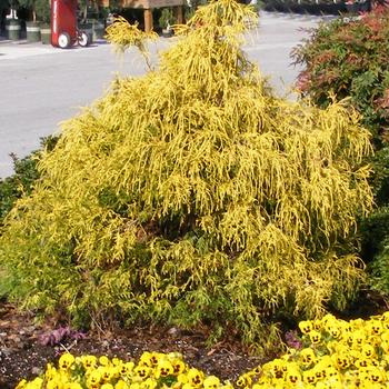 Chamaecyparis pisifera 'Paul's Gold®' 