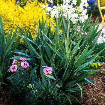 Dianella 'Clarity Blue™'