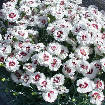 Dianthus Scent First® 'Coconut Surprise'