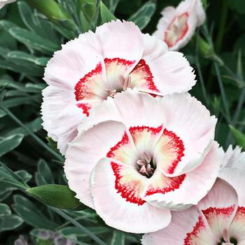 Dianthus allwoodii American Pie® 'Georgia Peach Pie'