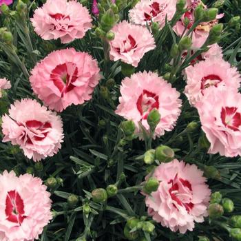 Dianthus Scent First® 'Raspberry Surprise'