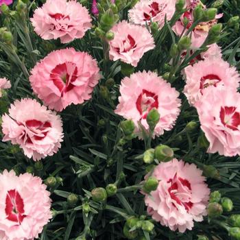 Dianthus 'DevonYolande' PP16029