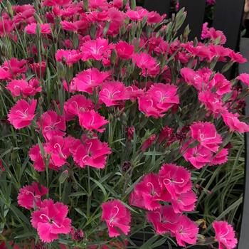 Dianthus 'Bright Light' 