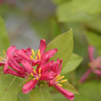 Lonicera tatarica 'Arnold Red' 