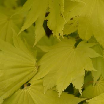 Acer shirasawanum 'Aureum'