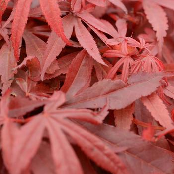 Acer palmatum 'Skeeter's Broom'